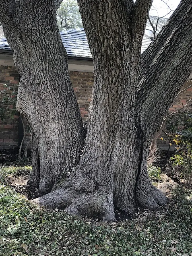 Mature heritage tree close to a Hammond property cared for by certified arborists
